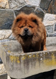 Here’s Han after his "spa" treatments. According to the breed standard, Chows must have a lovely thick mane, with small rounded ears, giving it the appearance of a lion when all grown up. Han is a handsome boy.