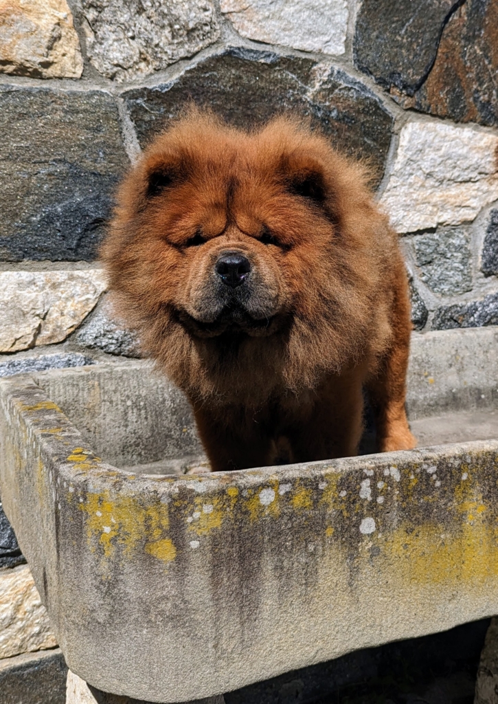 Time to Bathe the Chow Chows! The Martha Stewart Blog