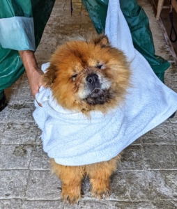 Here she is after her bath, getting a good towel dry. Qin stays very still for the entire process. This is a good time to have the dog shake the water off. Train the dog to shake on cue, so no one gets wet in the process.