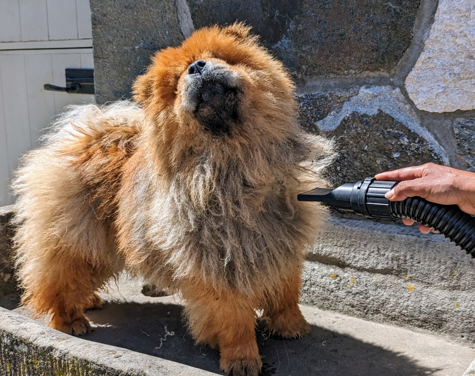 Time to Bathe the Chow Chows! The Martha Stewart Blog