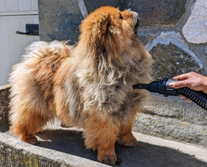 There are two types of coat on a Chow Chow – rough and smooth. Both are double-coated. Qin is a rough-coated Chow. The outer coat is abundant and straight. The undercoat is soft and woolly. Chows should be sturdy and squarely built. Its body should be compact, and heavy-boned – Qin has a perfect body.