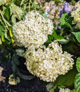 This is Hydrangea 'Seaside Serenade Bar Habor.' This relatively new compact form is great for smaller spaces, such as in between the larger hydrangea varieties already established in this garden. It features masses of big, white flower heads throughout summer. Its straight sturdy stems also hold up well in heavy rain.