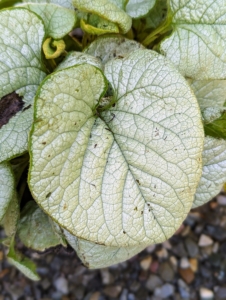 Brunnera is one of the prettiest plants to include in any shady garden. Brunnera is an herbaceous perennial with leaves that are glossy green or in variegated hues of gray, silver, or white.