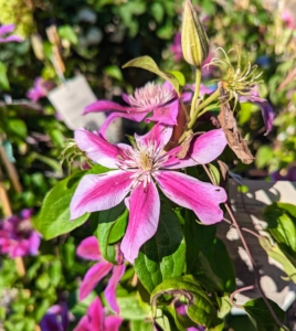 Clematis 'Piilu' is noted for being one of the heaviest blooming Clematis with its bright pink flowers. In cooler climates, this plant blooms non-stop from late spring through early fall.