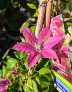 This is Clematis 'Boulevard Acropolis' - another long-lasting variety. This clematis produces an abundance of large, showy intensely pink blooms.