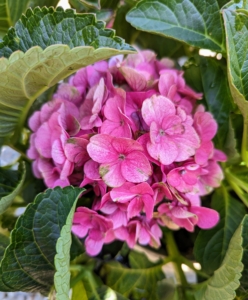 This is Hydrangea 'Seaside Serenade Martha's Vineyard.' This hydrangea shows off long-lasting, bold pink mophead blooms that are not influenced by soil pH. Flowers also develop a lovely green tinge as they age.