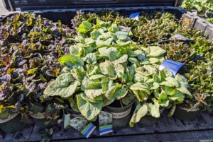 Our latest delivery from Monrovia includes these very interesting ground covering perennials. Ryan loads them on the back of our Polaris off-road vehicle, so they can be taken to their new locations.