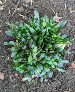 What is so nice about adding Ajuga to the garden is they hold their leaf color and stay attractive almost all year-round.