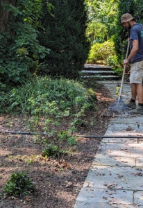 One can see the nice row of Ajuga lining this side of the footpath. The other side is an exact match. Brian neatly rakes around the plants and then gives them all a good drink.