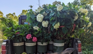 Recently, we received a selection of pretty hydrangea varieties from Monrovia to add to the border.