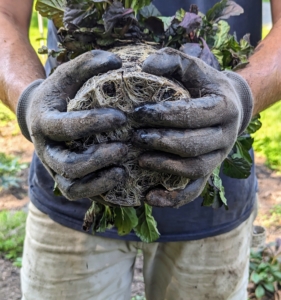 Because the Ajuga has more room to grow in this space, Brian does not divide these Ajuga plants, but carefully opens the bottom of the root ball and spreads out the bottom roots.