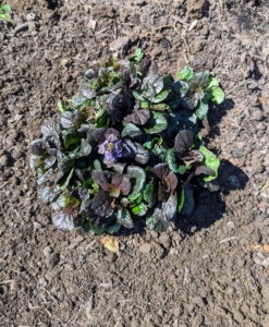 Ajuga ‘Black Scallop’ is also known as Black Scallop bugleweed, ground pine, carpet bugle, or just bugle. All these plants are available in the perennials section of the nursery.