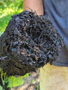 The root ball of this Brunnera is not as tightly formed as the Ajuga plants, but still needs to be scarified, so the roots are stimulated to grow. This root ball was also recently watered, so everything is darker in color.