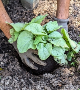 Brian plants this in a hole that is also twice the size of the root ball - a good rule of thumb for any plant - and then backfills the surrounding fertilized soil.