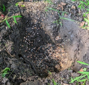 Once dug, Brian sprinkles fertilizer in the hole and in the surrounding soil. For these, we use an all-purpose formula with a good balance of nitrogen, phosphorous and potassium.