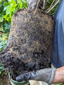 As with any plant, Brian teases the root ball to stimulate growth. This root ball is not root bound, so the soil is softer and easy to scarify, or tease, with his hands.