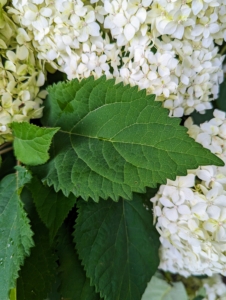 Hydrangea leaves are opposite, simple, stalked, pinnate and four to eight inches in long, toothed and sometimes lobed.