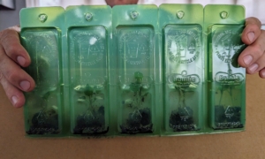 Here is one of the clam shell plant plug containers. The principle advantage of using plant plugs is that they arrive ready to plant into the growing soil. They are less expensive than larger potted plants. I prefer to grow vegetables from seed in my greenhouse. I have lots of room to grow many trays of seeds, and we are able to start growing them in winter, but it is always good to test what else is available for gardeners.