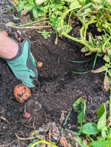Ryan digs deep into the ground and feels around for potatoes - potatoes will be slightly cool to the touch.