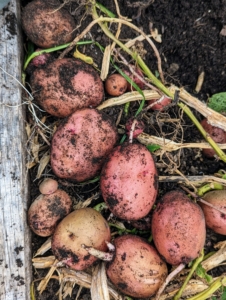 Because potatoes grow underground, it is always a surprise to see how prolific the plants have been. As the potatoes are picked, they’re placed in separate containers or trug buckets by color. Some of them will be medium-sized, while others will be much smaller, or much larger.