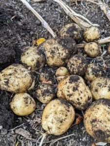 There are more than 200 varieties of potatoes sold throughout the United States. Each of these varieties fit into one of seven potato type categories: russet, red, white, yellow, blue/purple, fingerling, and petite.