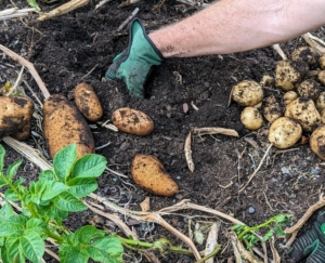 It’s important to dig them up carefully, so as not to damage any of the tubers. All these are from one plant.