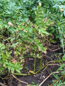The potatoes are ready once the vines have died back – when the tubers are done growing, and the potato plants have begun to turn yellow and withered. This year, because of all the wet weather, the vines still appear green in many places, but the crop is ready for harvest.