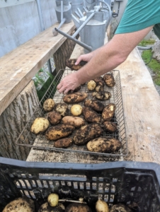 Ideally, potatoes should be kept in an environment around 45-50 degrees Fahrenheit. They can be stored in bins, boxes, or even paper bags – just nothing airtight to prevent rotting.