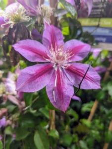 Clematis 'Killian Donahue.' This cultivar is one of the most dramatic clematis with flowers ranging from shades of deep ruby red to brilliant fuchsia and lavender with orchid-pink highlights. It's a great climber for fences and arbors.