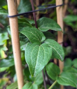 Most clematis leaves are pinnately compound and heart-shaped with a smooth to coarsely toothed margin. They also feature a pointed tip and a shallowly lobed cleft at the petiole.