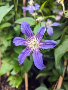 This is 'Sapphire Indigo' - a compact vine that shows off stunning masses of sapphire blue flowers. The standard clematis flower has six or seven petals, measuring five to six inches across.