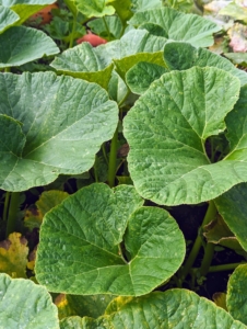 The large leaves cover most of the cucurbits as they form, so it is hard to see the beauties underneath.