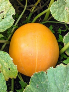 And here is a very smooth, bright orange pumpkin. All pumpkins are a good source of nutrition. They are low in calories, fat and sodium and high in fiber. Plus, they are loaded with vitamins A and B and potassium.