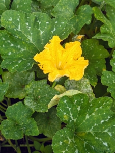 Pumpkin flowers are large orange or yellow-colored blooms that grow on the long vines and produce pumpkins.