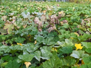 This is our pumpkin patch now - filled with vines. Pumpkin plants grow on long vines, which can easily reach 20 to 30 feet long in the course of a growing season. The pumpkins are ready to harvest when the foliage on the vines begins to wither and turn brown. These leaves are beginning to turn - indicating some are ready to pick.