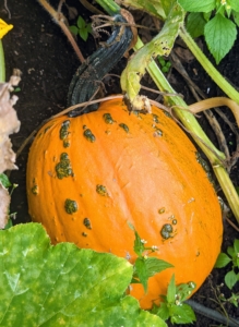 There are also pumpkins that feature warts. This type of pumpkin is called a knucklehead, and as the name suggests, is reminiscent of the knuckles on one's hand.