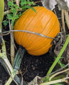 When picking, it is also important not to injure the rind as decay and fungi will attack through the wounds. Here is a traditional orange pumpkin – great for Halloween carving.