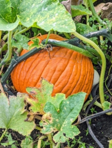 Under all the foliage, there are many wonderful pumpkins. This variety is a round, medium-sized jack-o’-lantern type with well-defined ribs.