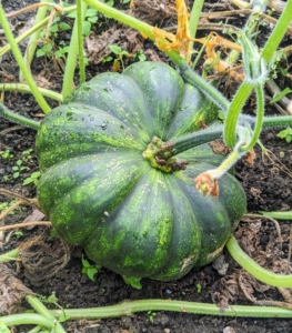 Here's a dark green pumpkin. Green pumpkins are select cultivars of round Curcubita winter squash with green-colored skin. Green pumpkins range from dusky-green heirlooms to mottled or striped varieties.