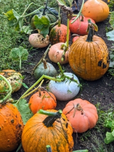 Modern pumpkins grow commercially in the United States, China, Mexico, and India. Farmers in the United States grow more than a billion pounds annually, with Illinois growing the most.