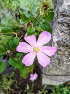 This clematis is called 'Comtesse de Bouchard' - a compact woody vine with leathery textured foliage and a profusion of large, brilliant pink blooms with soft yellow centers.