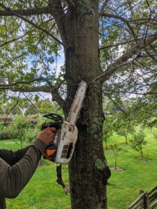 We use STIHL’s chainsaws for many outdoor projects. Pasang uses a STIHL in-tree saw, which is made especially for those who need lightweight and powerful equipment that can effectively prune and shape high above the ground. I always remind the crew to bring everything they may need to every job, so they don’t have to run back and forth to get equipment.