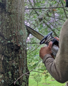 It is important to always use sharp tools whenever pruning so that the cuts are clean. Dull tools are difficult to use and could even damage the tree. A straight, clean-cut promotes quick healing of the wound and reduces stress on the specimen.