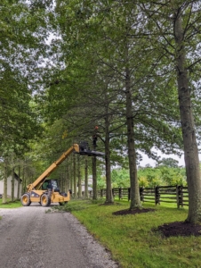 The entire task takes a couple of days to complete, but it is good to give trees a hard pruning every two to three years to keep them in good condition. Cutting any dead or diseased branches should be done as soon as they are noticed.