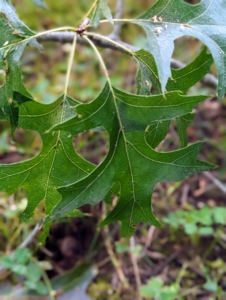 Pin oaks have leaves that are three to six inches long, bristle tipped, deeply lobed with wide circular or U-shaped sinuses.