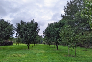 This orchard surrounds three sides of my pool. I wanted it filled with a variety of apple trees, plum trees, cherry trees, peach, pear, and quince trees. Many were bare-root cuttings when they arrived and now they’re beautiful mature specimens producing an abundance of fruits.