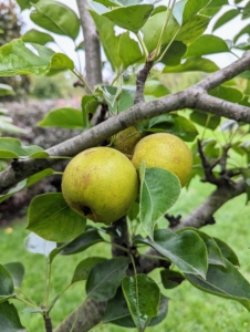 The pear trees, and all the other fruit trees in this orchard are planted in full sun, with good air circulation and well-drained soil.