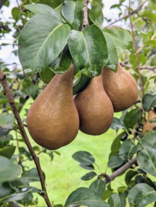 The other pears in this orchard are ‘Bartlett’, ‘Columbia’, ‘D’Amalis’, ‘Ginnybrook’, ‘McLaughlin’, ‘Nova’, ‘Patten’, ‘Seckel’, ‘Stacyville’, and ‘Washington State’.