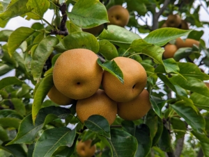 I planted several types of Asian pear, Pyrus pyrifolia, which is native to East Asia. My trees include Hosui, Niitaka, Shinko, and Shinseiko. Asian pears have a high water content and a crisp, grainy texture, which is very different from the European varieties. They are most commonly served raw and peeled. Some of these are ready for picking.