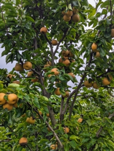 This year, the trees are laden with beautiful, sweet pears. Here's a close look at just some that are weighing down the branches on this tree.